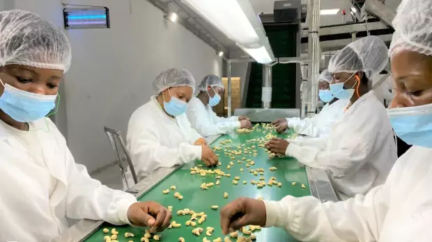 Image of cashew processing