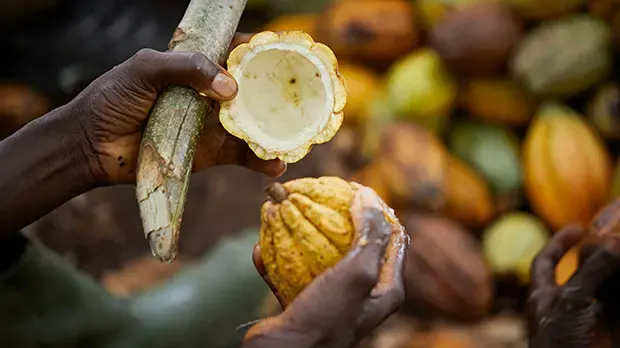Farmer holding cocoa pod husk which will be turned into biochar