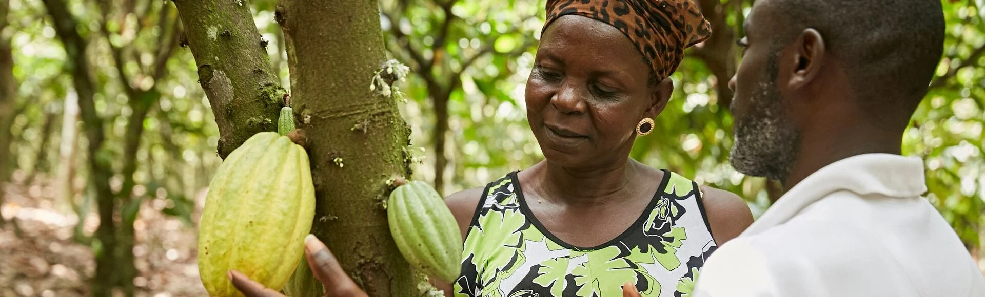 Complexity of cocoa header image