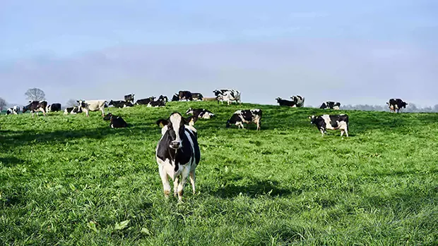 herd of cows grazing in a field