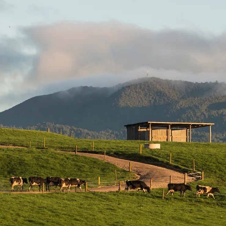 Dairy Sustainability