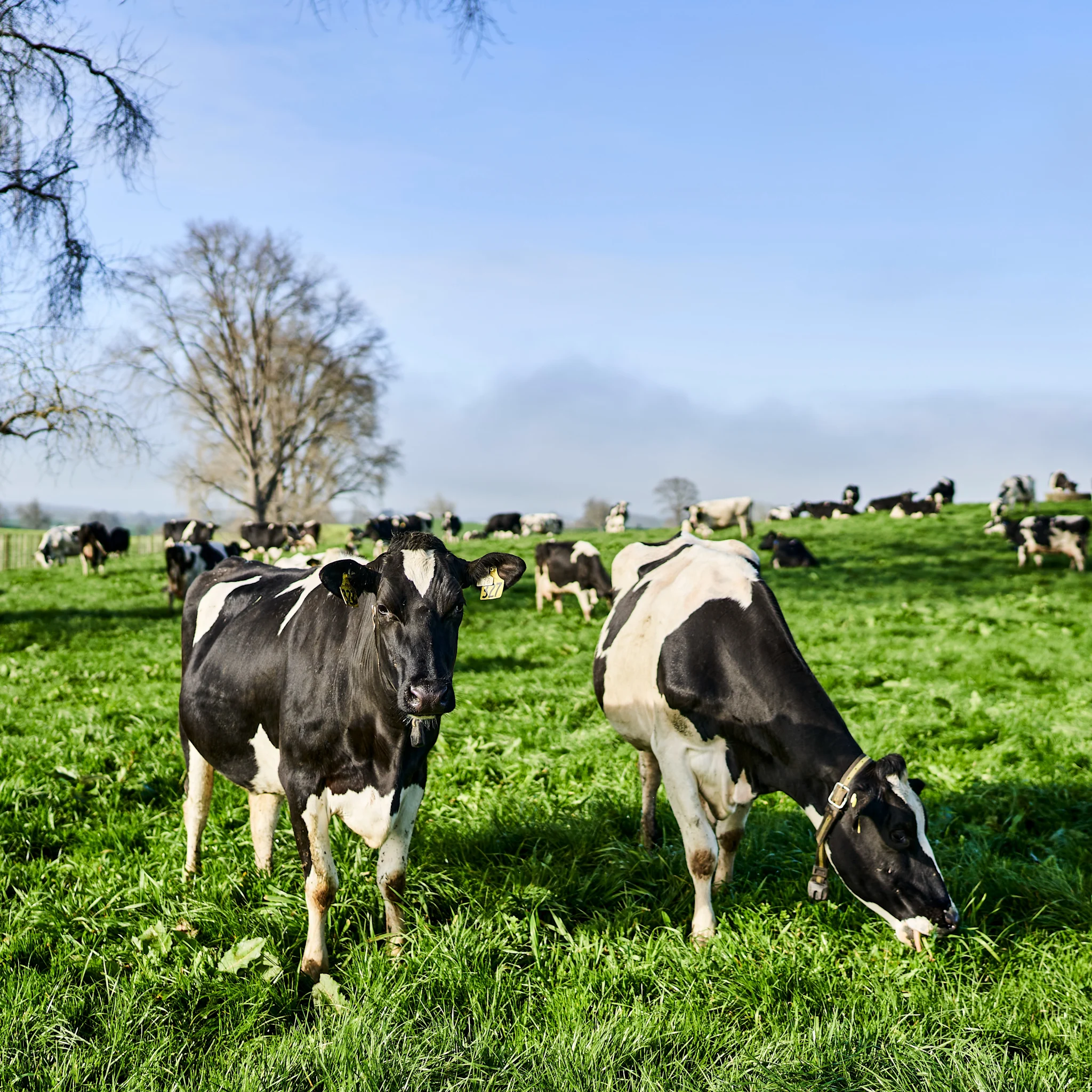 Cheese supply chain image