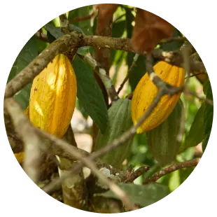 Cocoa Beans Processing - Tree