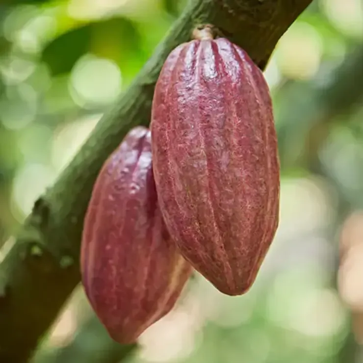Cocoa Fruit