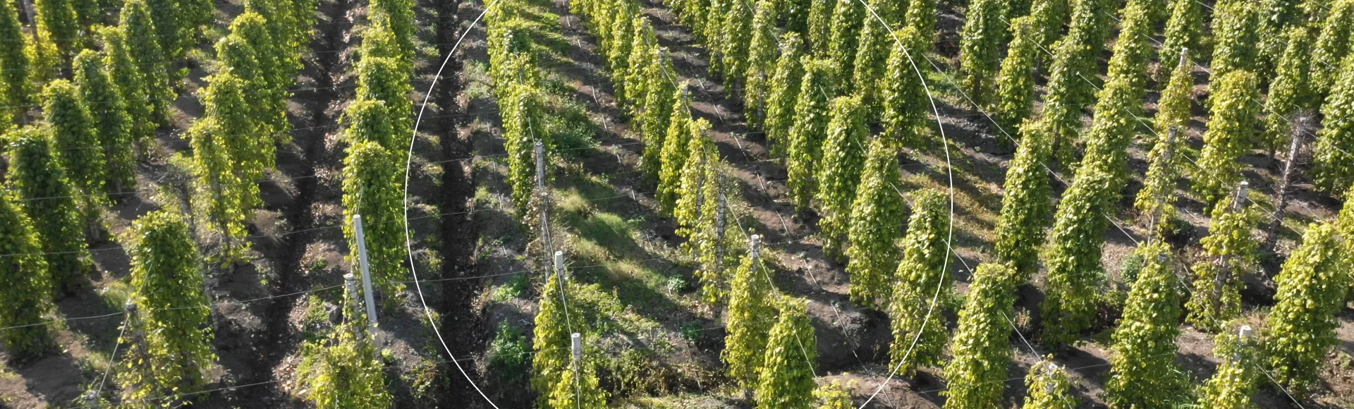 Sustainability in Spices - Header