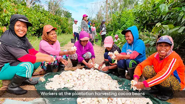Group of female workers at a plantation harvesting beans
