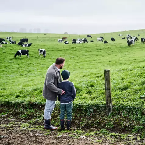 A child standing and watching cows next to the adult