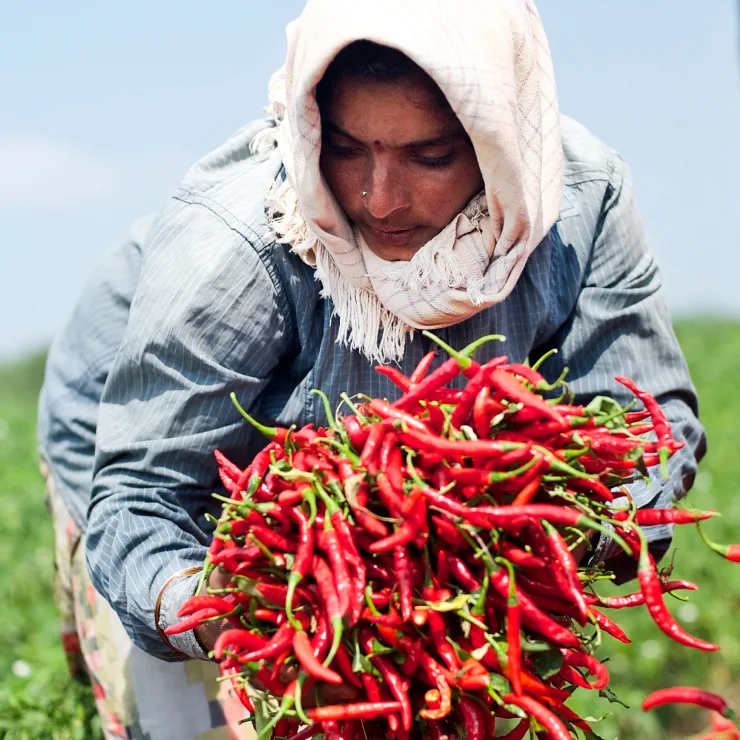 Chiles Processing
