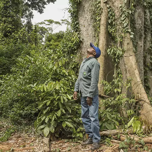 A man in work overall standing in front a big tree somewhere in a forest looking up to the sky