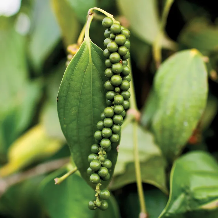 Pepper Sustainability