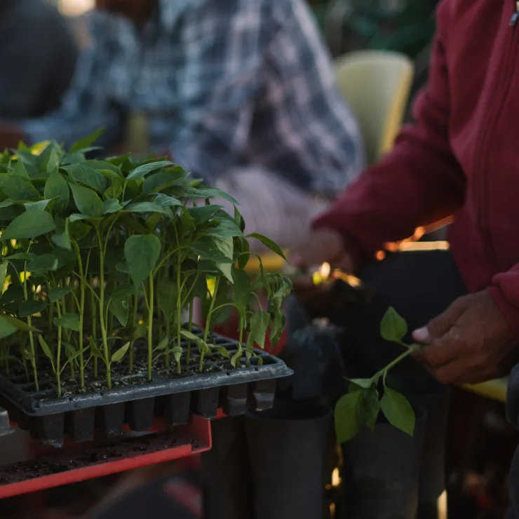 Herbs Processing