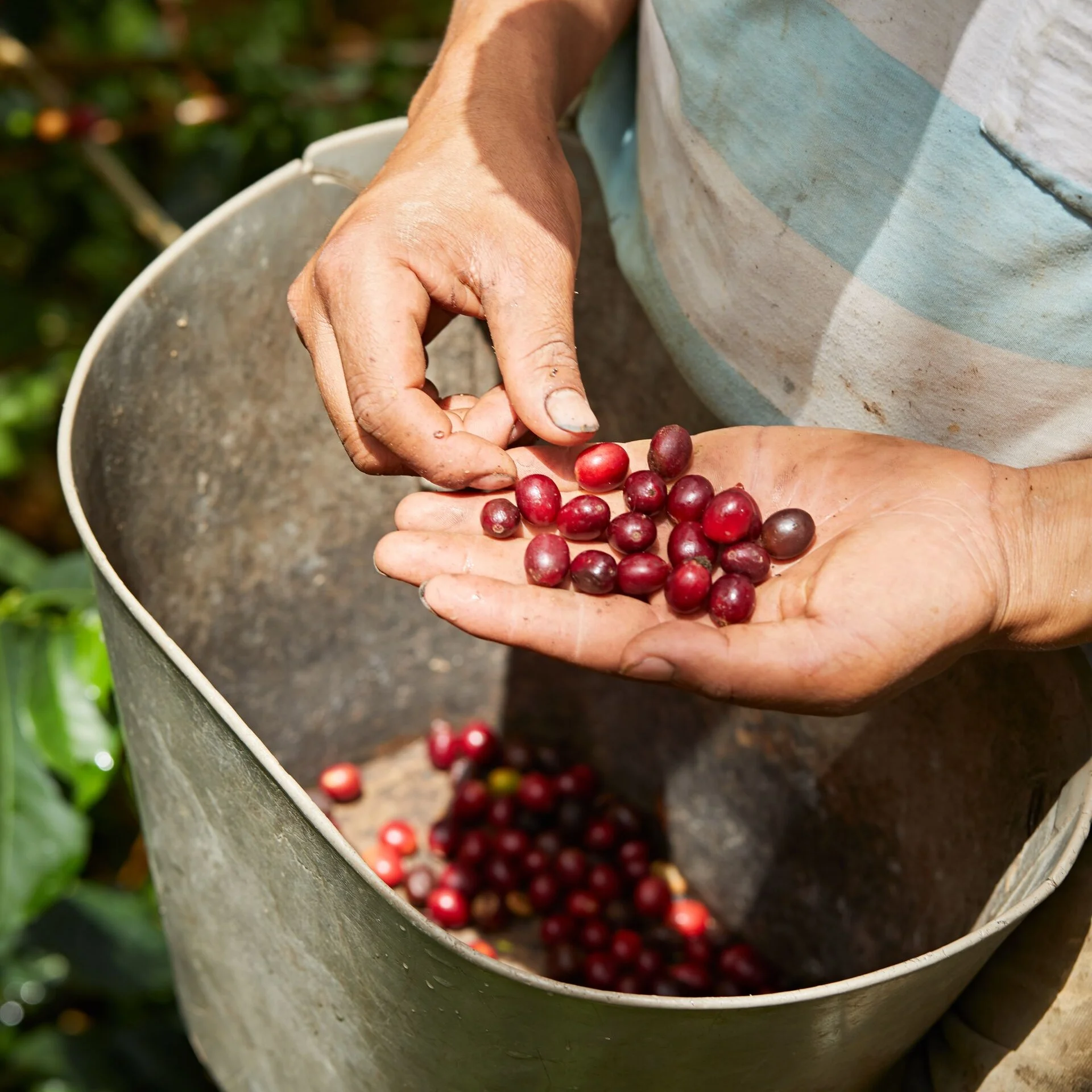 Soluble cascara supply chain