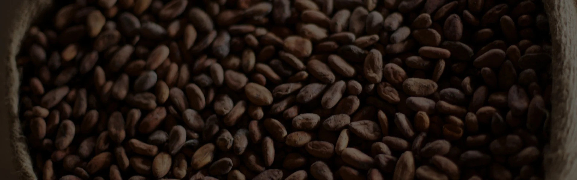 Cocoa beans shop banner