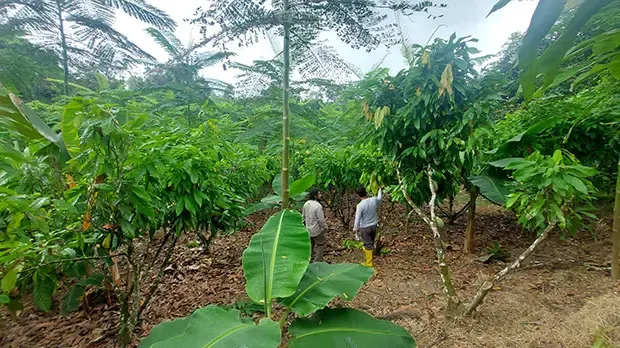 ecuador-agroforestry-620x348 title