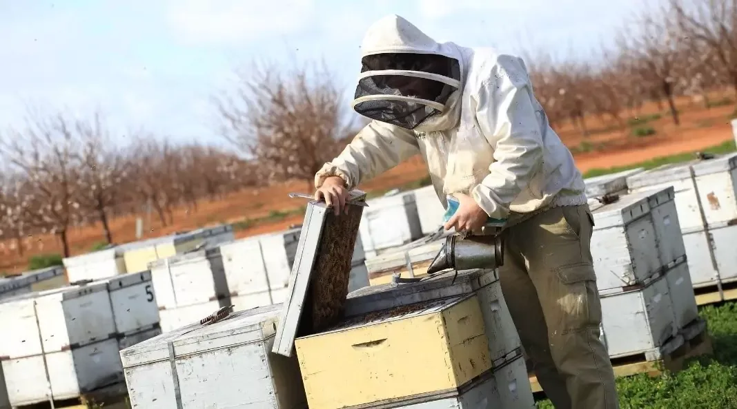 Multiple white hive bodies holding bee hives
