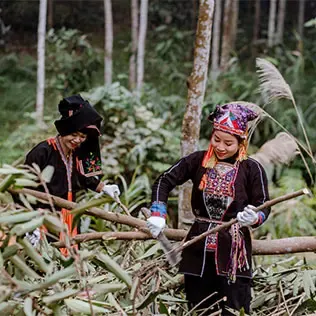 4-farmers-from-an-ethnic-minority-group-harvest-cassia-318.webp