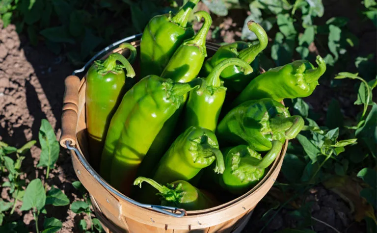Rio Luna - Our Heritage - A passion for Peppers image asset