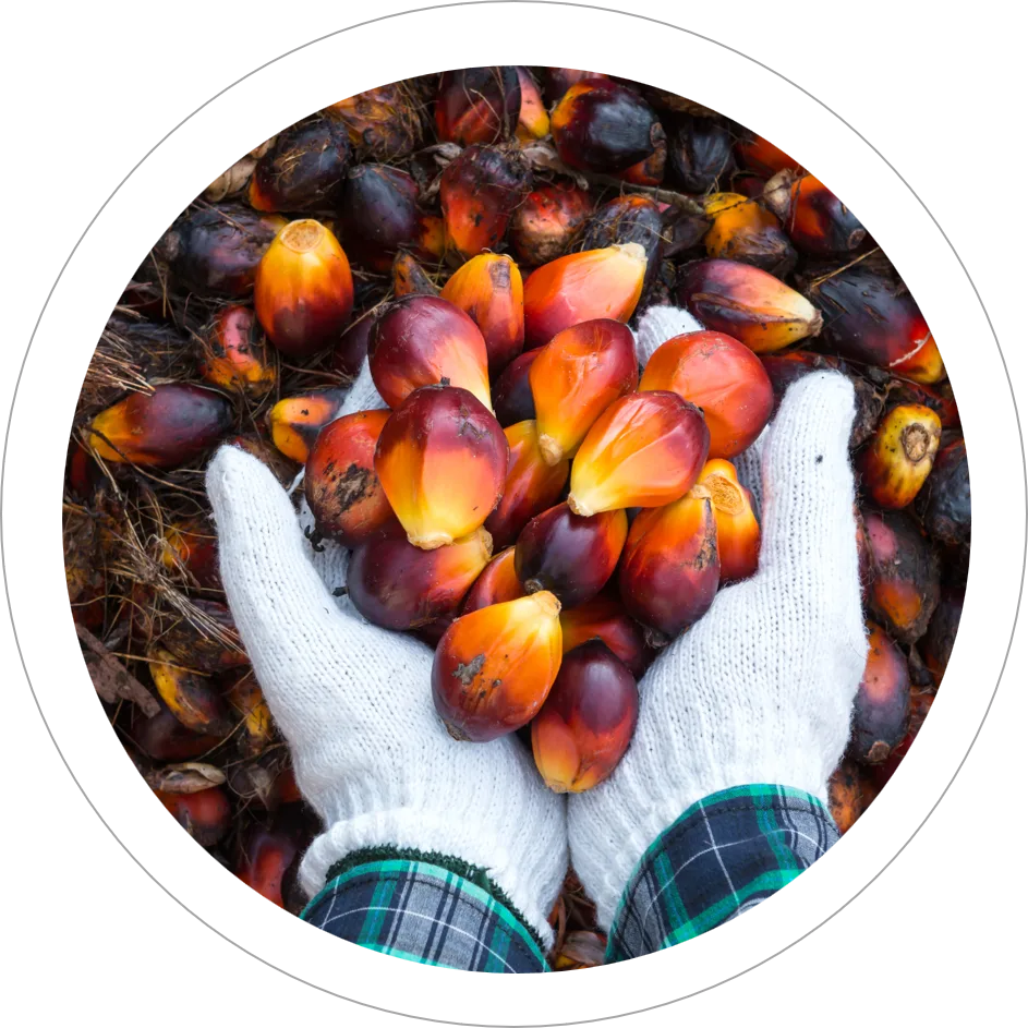 Palm Oil Supply Chains - Dairy image 2