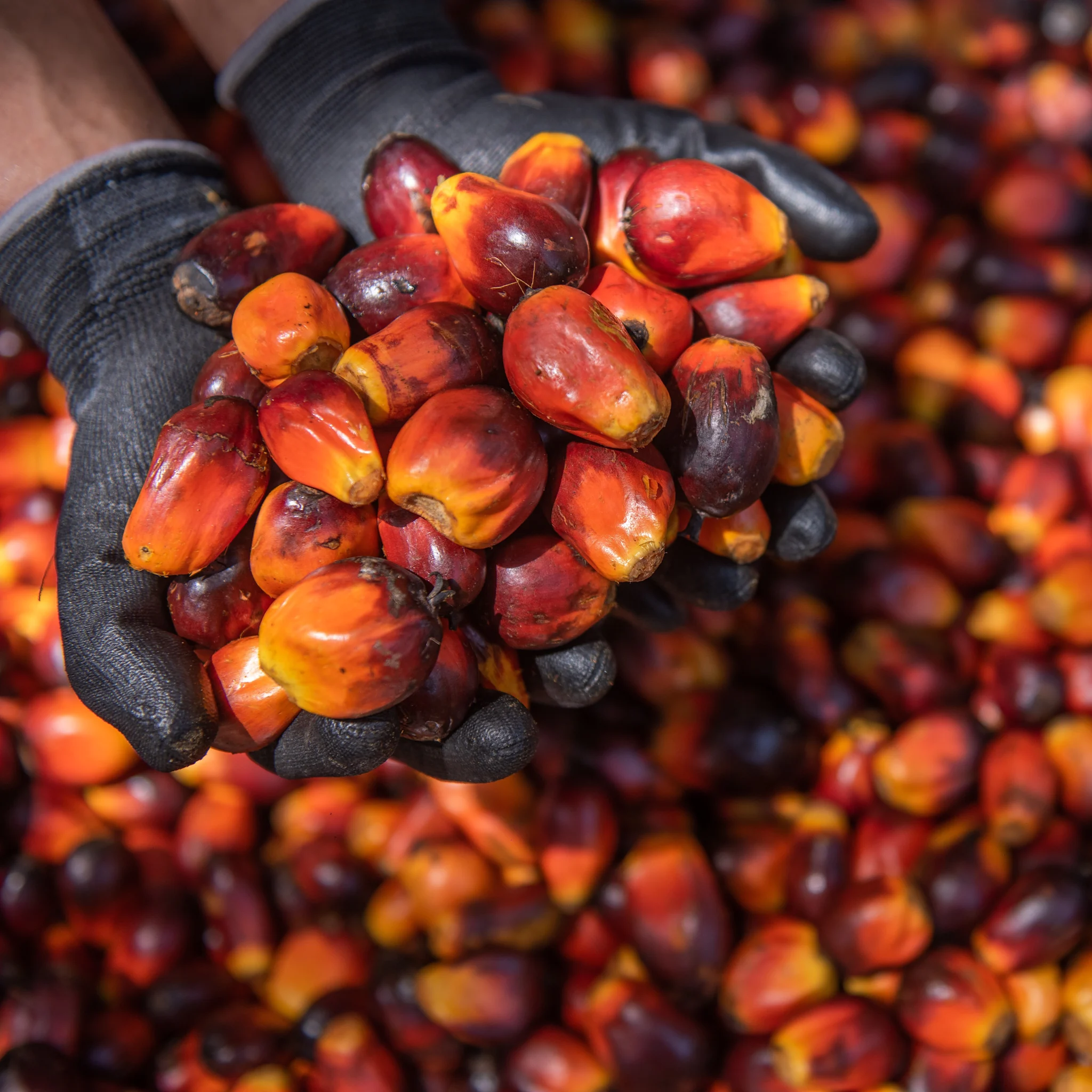 Palm Oil Supply Chains - Dairy image 2