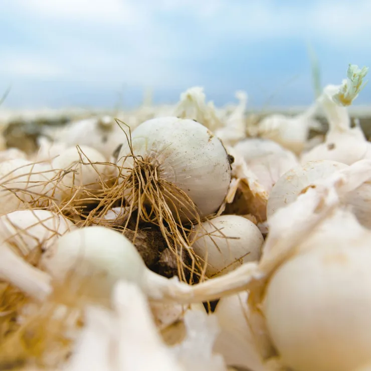 Sustainability in Spices - Most sustainable onion in the world