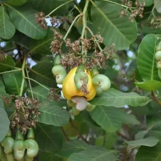 Growing cashews on trees