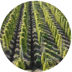 Pepper - Timeline - Processing 1