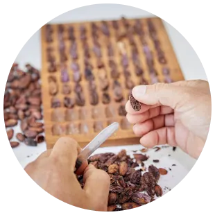 PLP - cocoa butter processing nibs image media asset