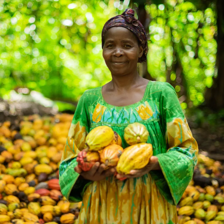 CLP - Cocoa - Supply chain image media asset