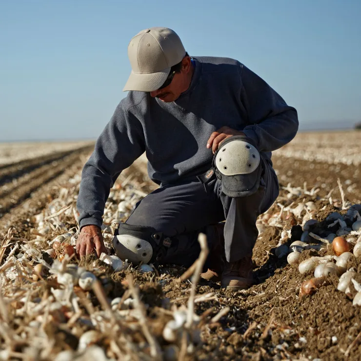 Garlic - Sustainability