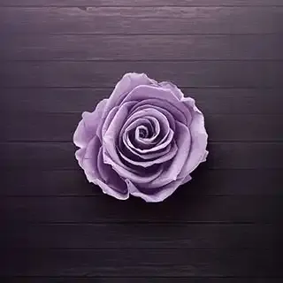Purple rose