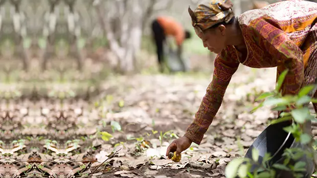 Ghanian female farmer harvesting cashews