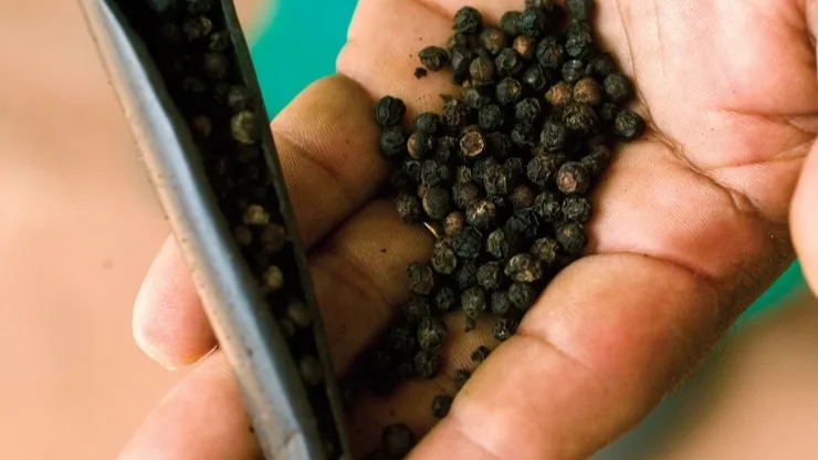 Using AI-driven insights to unlock spice’s goodness