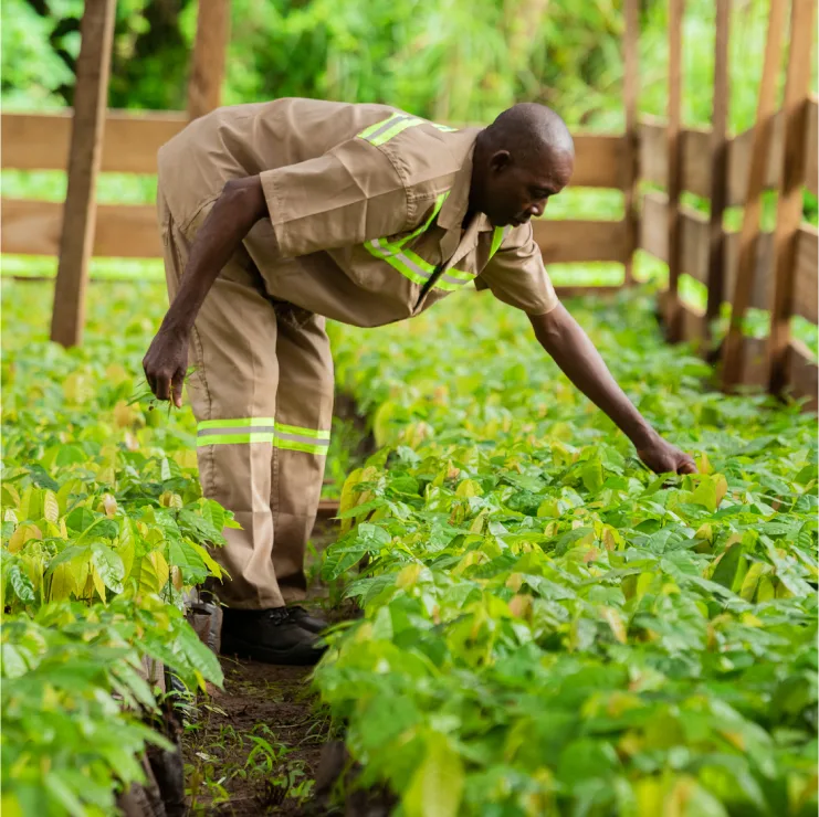 CLP - Cocoa Sustainability image media asset