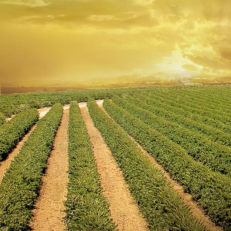 Climate Action - Our focus and collaborations