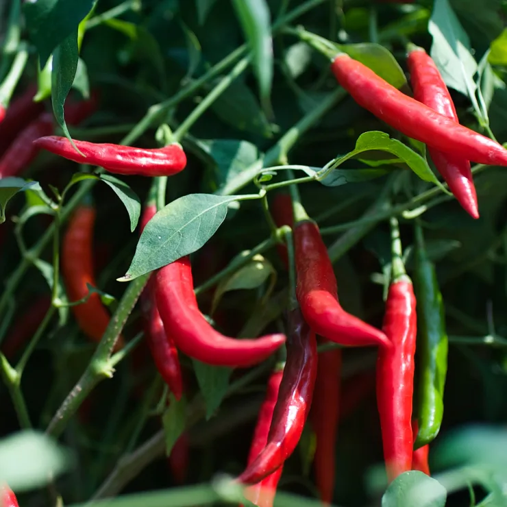 Chiles Innovation