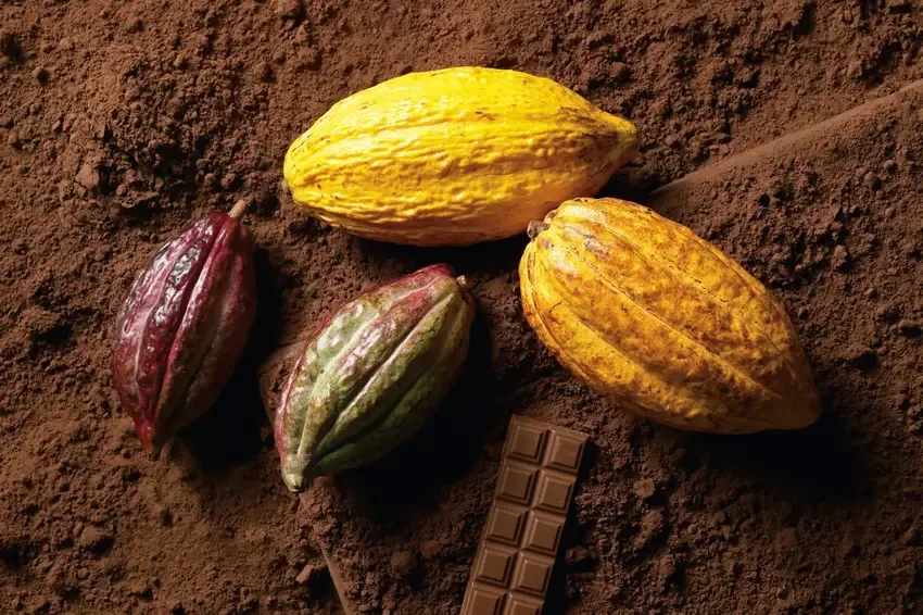 Four cocoa pods in various colors resting on cocoa powder, with a bar of chocolate placed nearby