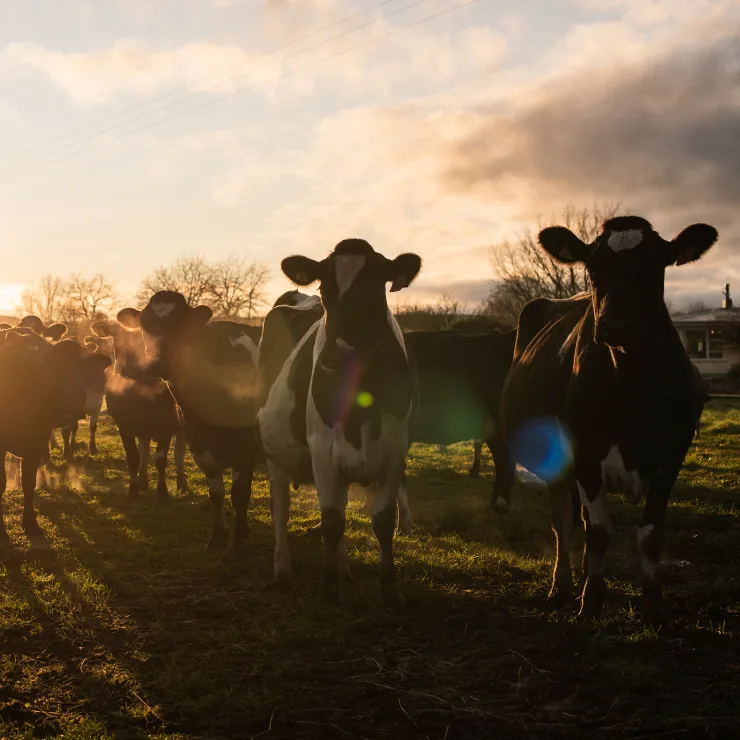 Finance for Sustainability - Our Promise