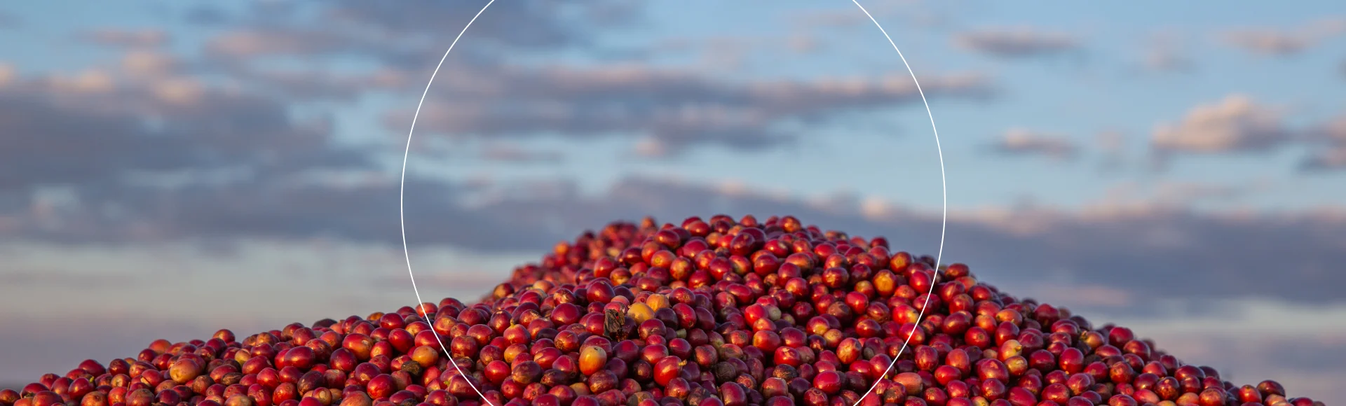 Soluble Cascar Powder Landing Header Banner