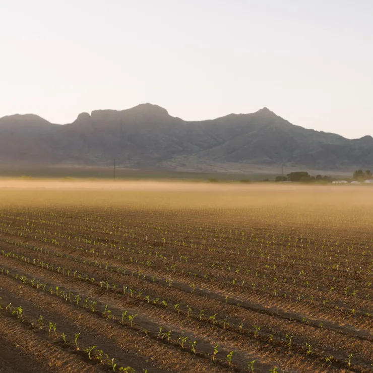 Chiles Sustainability