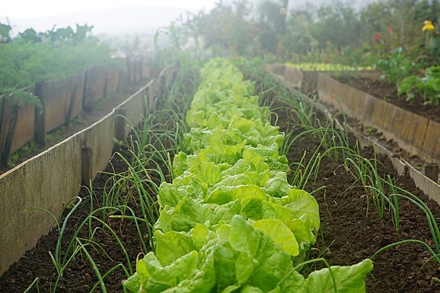 Your Guide to Starting a Vegetable Garden