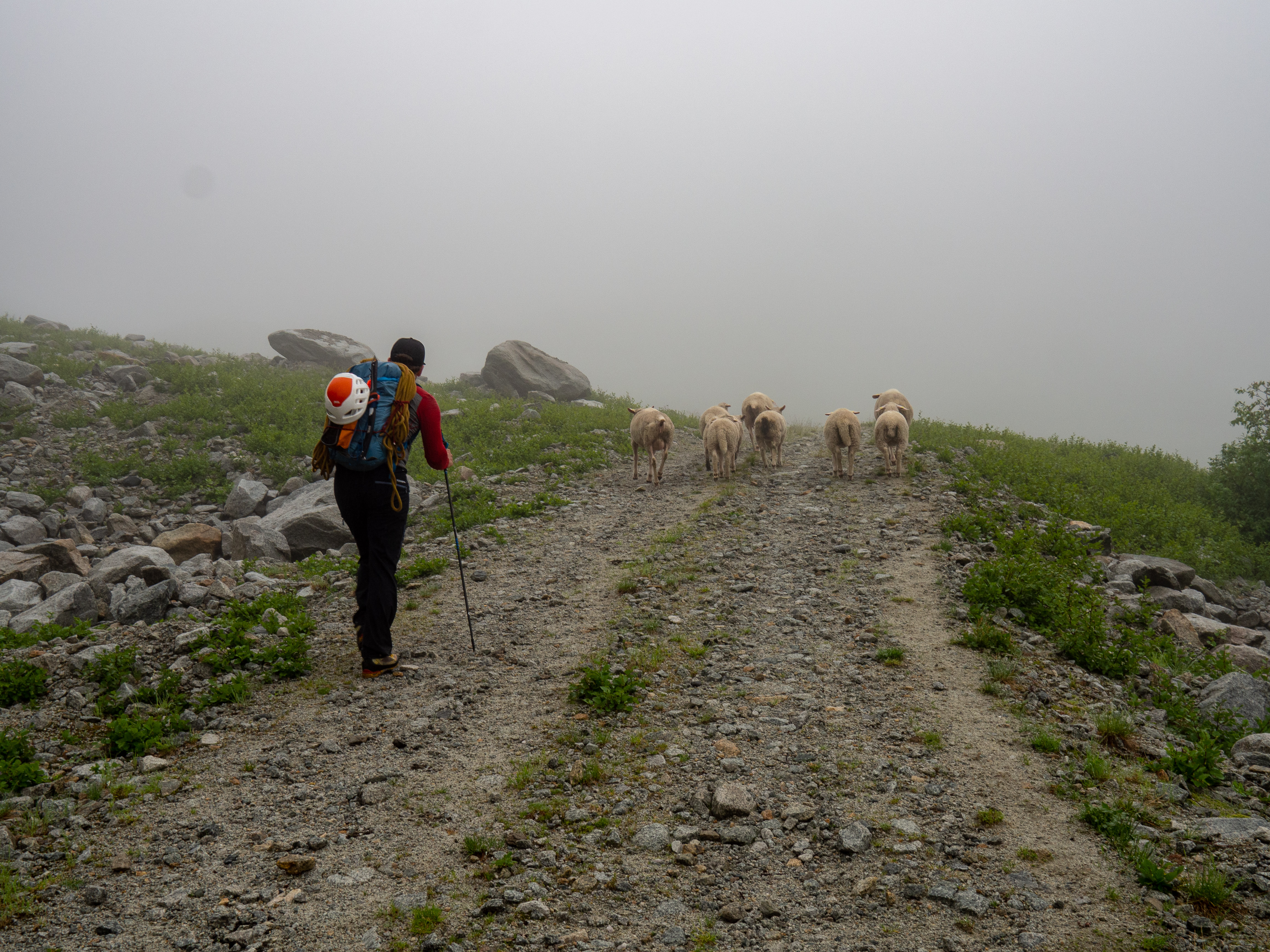 A group of sheep leading the way during the approach