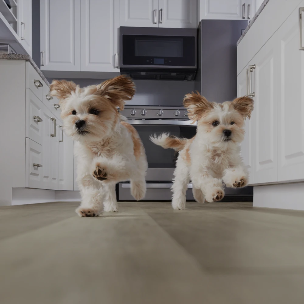 puppies on tan vinyl plank flooring installed in a kitchen