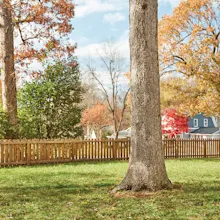 Tree Removal Services