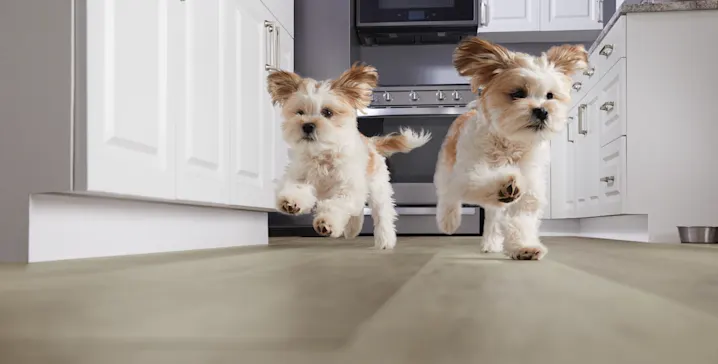A new vinyl kitchen floor with two puppies running across