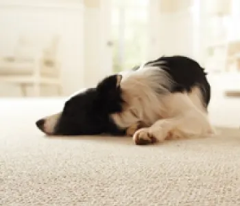 Black and white dog laying on white carpet; Orange paw print icon