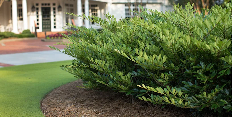 Landscaping Services - Infopod - Trees & Hedges - Image