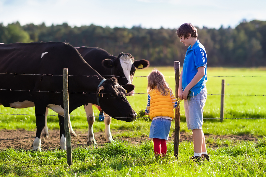 bioamass-biogas-renewable-energy-uk-project