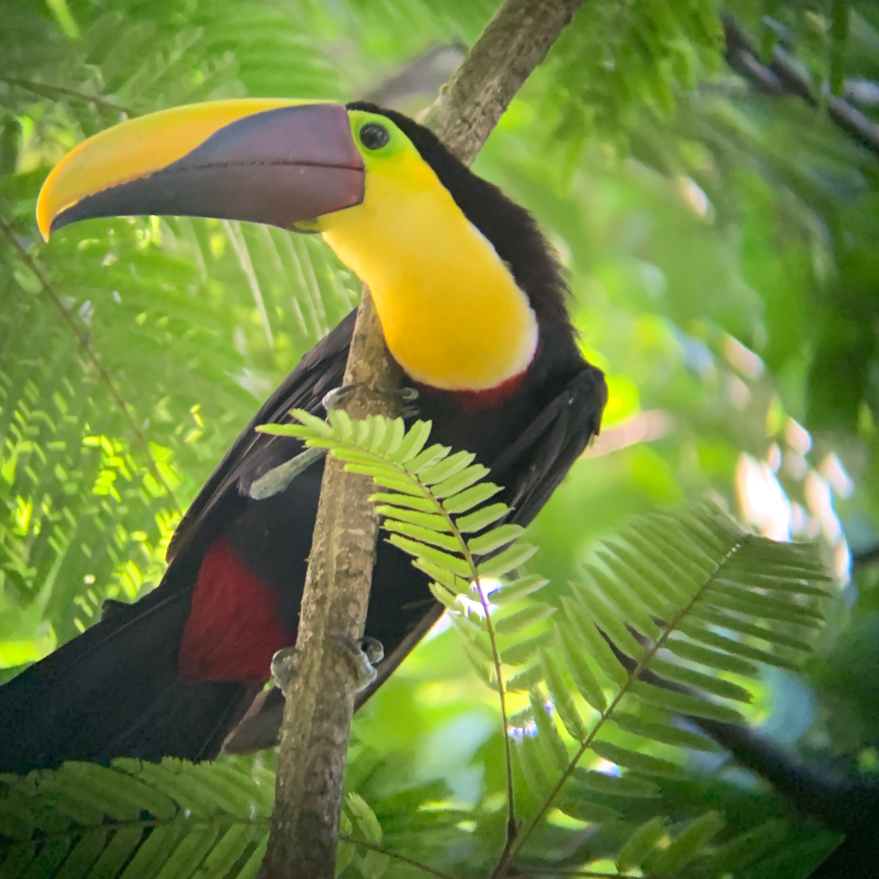 Bird toucan 
