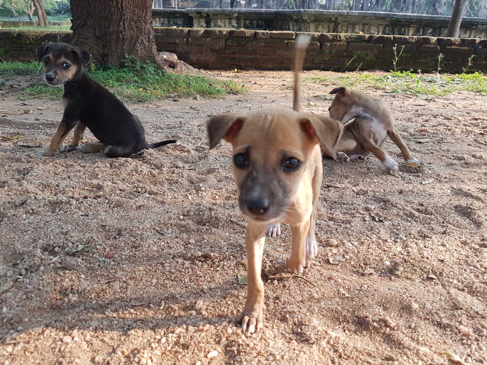 Pictures of puppies...