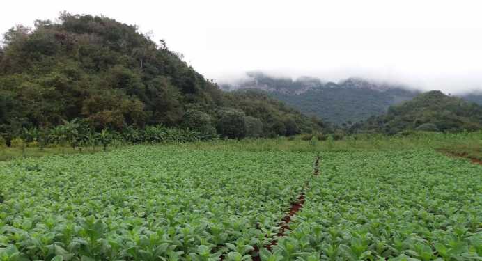 The fleece of Viñales